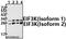 Eukaryotic Translation Initiation Factor 3 Subunit K antibody, A07789-2, Boster Biological Technology, Western Blot image 
