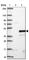 Keratin 222 antibody, HPA054586, Atlas Antibodies, Western Blot image 