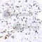 Small Ubiquitin Like Modifier 2 antibody, A2486, ABclonal Technology, Immunohistochemistry paraffin image 