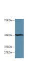 Hydroxyacid Oxidase 1 antibody, MBS2004462, MyBioSource, Western Blot image 