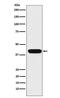 Atonal BHLH Transcription Factor 1 antibody, M02207, Boster Biological Technology, Western Blot image 