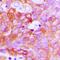 Ephrin A1 antibody, orb213872, Biorbyt, Immunohistochemistry paraffin image 