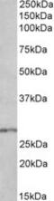 Homeobox B9 antibody, MBS422821, MyBioSource, Western Blot image 