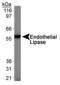 Lipase G, Endothelial Type antibody, PA1-16799, Invitrogen Antibodies, Western Blot image 