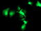 HSPA (Hsp70) Binding Protein 1 antibody, TA503311, Origene, Immunofluorescence image 