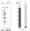 Myosin Heavy Chain 10 antibody, PA5-61541, Invitrogen Antibodies, Western Blot image 