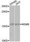 Microseminoprotein Beta antibody, STJ112132, St John