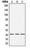 Holocytochrome C Synthase antibody, LS-C352299, Lifespan Biosciences, Western Blot image 