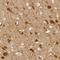 Discs Large MAGUK Scaffold Protein 3 antibody, HPA001733, Atlas Antibodies, Immunohistochemistry paraffin image 