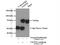 Cleavage Stimulation Factor Subunit 2 Tau Variant antibody, 14206-1-AP, Proteintech Group, Immunoprecipitation image 