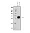 Tetraspanin 1 antibody, A08242-1, Boster Biological Technology, Western Blot image 