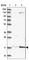 LAYN antibody, HPA040087, Atlas Antibodies, Western Blot image 