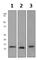 S100 Calcium Binding Protein A8 antibody, ab92331, Abcam, Western Blot image 