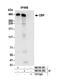 CREB Binding Protein antibody, NB100-382, Novus Biologicals, Western Blot image 