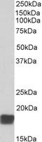 Cold Inducible RNA Binding Protein antibody, LS-B8341, Lifespan Biosciences, Western Blot image 