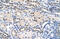 Polyadenylate-binding protein-interacting protein 1 antibody, 29-380, ProSci, Western Blot image 