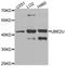 Ubiquitin Conjugating Enzyme E2 U antibody, PA5-76373, Invitrogen Antibodies, Western Blot image 