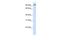 Protocadherin Beta 13 antibody, PA5-69599, Invitrogen Antibodies, Western Blot image 