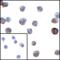 V-Set Immunoregulatory Receptor antibody, RF16074, ProSci, Immunocytochemistry image 
