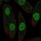 Paired Box 8 antibody, NBP2-56890, Novus Biologicals, Immunocytochemistry image 