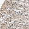 Elongin A antibody, HPA005910, Atlas Antibodies, Immunohistochemistry paraffin image 