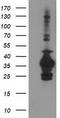 Sulfotransferase 1C2 antibody, LS-B10965, Lifespan Biosciences, Western Blot image 