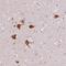 Family With Sequence Similarity 163 Member B antibody, NBP2-57157, Novus Biologicals, Immunohistochemistry paraffin image 