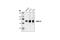 Mitogen-Activated Protein Kinase Kinase 1 antibody, 4694S, Cell Signaling Technology, Western Blot image 