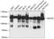 Matrin 3 antibody, A02931, Boster Biological Technology, Western Blot image 