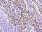 T-Complex 1 antibody, M02389, Boster Biological Technology, Immunohistochemistry frozen image 