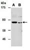 RAR Related Orphan Receptor A antibody, orb66984, Biorbyt, Western Blot image 