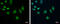 RNA Polymerase II Subunit C antibody, GTX118715, GeneTex, Immunofluorescence image 