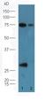 Complement Factor D antibody, orb156818, Biorbyt, Western Blot image 