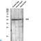 Ectodysplasin A antibody, LS-C813403, Lifespan Biosciences, Western Blot image 