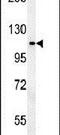 OTU Deubiquitinase 4 antibody, PA5-25888, Invitrogen Antibodies, Western Blot image 