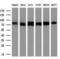 Transferrin antibody, NBP2-02264, Novus Biologicals, Immunoprecipitation image 