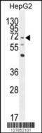 Negative Regulator Of Reactive Oxygen Species antibody, 55-129, ProSci, Western Blot image 