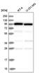 Coatomer Protein Complex Subunit Gamma 1 antibody, PA5-65194, Invitrogen Antibodies, Western Blot image 