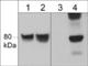 WASP Family Member 1 antibody, WP1771, ECM Biosciences, Western Blot image 
