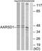 PTGES3L-AARSD1 Readthrough antibody, TA316495, Origene, Western Blot image 