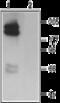 HERG antibody, GTX54776, GeneTex, Western Blot image 