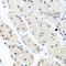Heterogeneous Nuclear Ribonucleoprotein C Like 1 antibody, 23-686, ProSci, Immunohistochemistry frozen image 