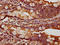 Catenin Alpha 1 antibody, LS-C375544, Lifespan Biosciences, Immunohistochemistry paraffin image 