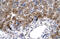Mesenchyme Homeobox 1 antibody, 27-670, ProSci, Western Blot image 