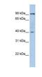 Glycogen Phosphorylase B antibody, NBP1-54940, Novus Biologicals, Western Blot image 