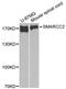 SWI/SNF Related, Matrix Associated, Actin Dependent Regulator Of Chromatin Subfamily C Member 2 antibody, STJ25617, St John