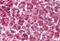 Parkinsonism Associated Deglycase antibody, MBS241363, MyBioSource, Immunohistochemistry frozen image 