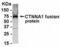 Catenin Alpha 1 antibody, XW-8128, ProSci, Western Blot image 