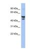 Serine Incorporator 2 antibody, NBP1-60102, Novus Biologicals, Western Blot image 