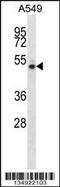 NudC Domain Containing 1 antibody, 57-947, ProSci, Western Blot image 